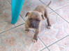 Lijst met foto Xmas XL Pit Bull Pups 4 mannelijke 5 vrouwelijke 1e nestje Sint Maarten #8