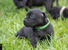 Photo for the classified Staffordshire Bull terrier said Pluckiness Saint Barthélemy #2
