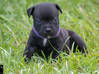 Photo for the classified Staffordshire Bull terrier said Pluckiness Saint Barthélemy #3