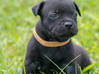 Photo for the classified Staffordshire Bull terrier said Pluckiness Saint Barthélemy #4