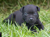 Photo for the classified Staffordshire Bull terrier said Pluckiness Saint Barthélemy #9