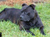 Photo for the classified Staffordshire Bull terrier said Pluckiness Saint Barthélemy #11