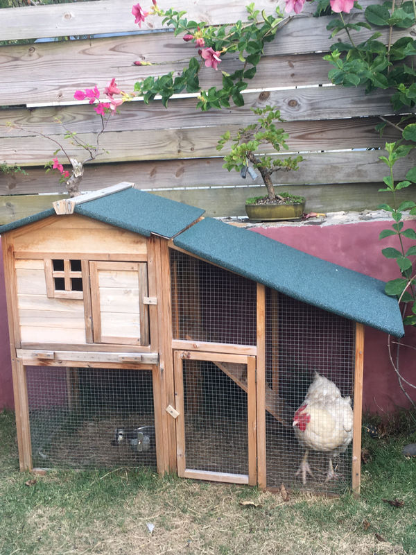 Poule Pondeuse Et Son Poulailler