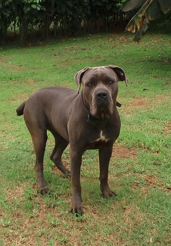 Cane corso bleu lof Chien Guadeloupe • Cyphoma