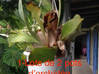 Photo for the classified Garden vacuum potted plants / jar Saint Martin #1