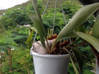 Photo for the classified Garden vacuum potted plants / jar Saint Martin #2