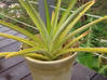 Photo for the classified Garden vacuum potted plants / jar Saint Martin #13