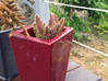 Photo for the classified Garden vacuum potted plants / jar Saint Martin #15
