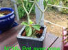 Photo for the classified Garden vacuum potted plants / jar Saint Martin #16
