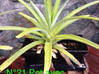 Photo for the classified Garden vacuum potted plants / jar Saint Martin #21