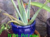 Photo for the classified Garden vacuum potted plants / jar Saint Martin #24