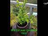 Video for the classified Garden vacuum potted plants / jar Saint Martin #44
