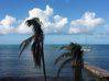 Photo for the classified Studio sea view furnished to the pirate Saint Martin #5