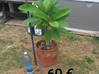 Photo for the classified Various plants Saint Martin #15