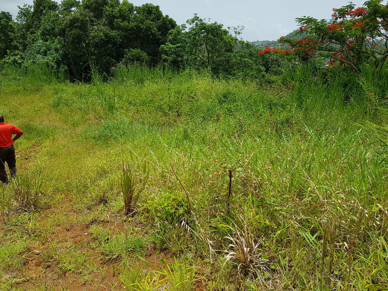 Rivierepilote/josseaud Ventes Terrain Martinique • Cyphoma