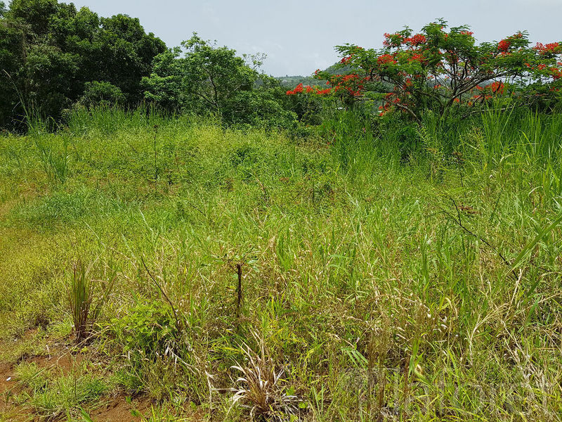 Rivierepilote/josseaud Ventes Terrain Martinique • Cyphoma