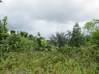Photo de l'annonce Terrain Agricole De 2 Hectares A Roura... Roura Guyane #2