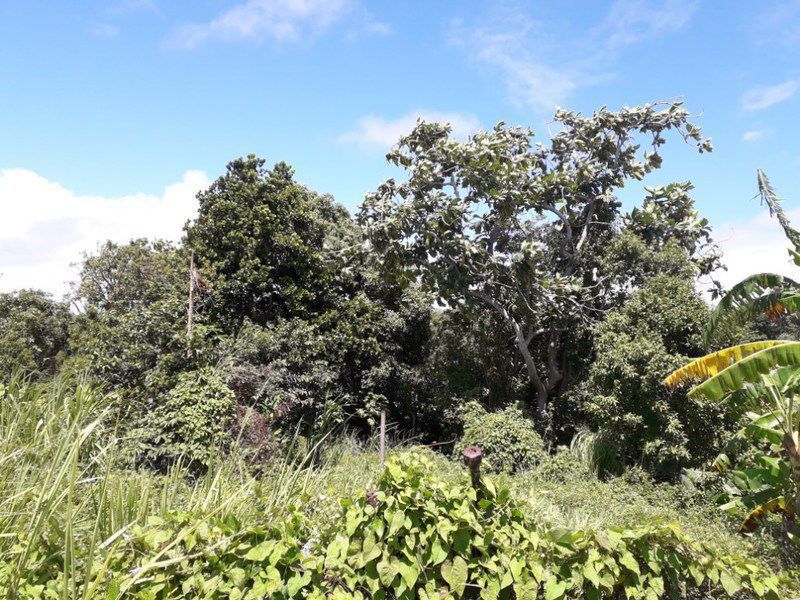 Baie mahault terrain terrain de... Ventes Terrain Guadeloupe • Cyphoma