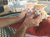 Photo de l'annonce Donne chatons Saint-Martin #1
