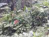 Photo de l'annonce Saint Joseph T2 avec jardinet privatif Saint-Joseph Martinique #1