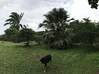 Photo de l'annonce magnifique terrain constructible Matoury Guyane #2