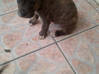 Photo for the classified XL Pit Bull Puppies 1 male 4 female First Litter Sint Maarten #2
