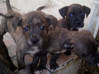 Lijst met foto XL Pit Bull pups 1 mannelijke 4 vrouwelijke eerste nestje Sint Maarten #3