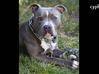 Video for the classified XL Pit Bull Puppies 1 male 4 female First Litter Sint Maarten #12