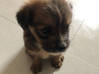 Lijst met foto Puppies shitzu/Pekingese Sint Maarten #0