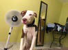 Foto do anúncio Cão americano da raça de Staf Guiana Francesa #2