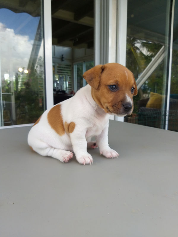 Chiots jack russell Chien Guadeloupe • Cyphoma