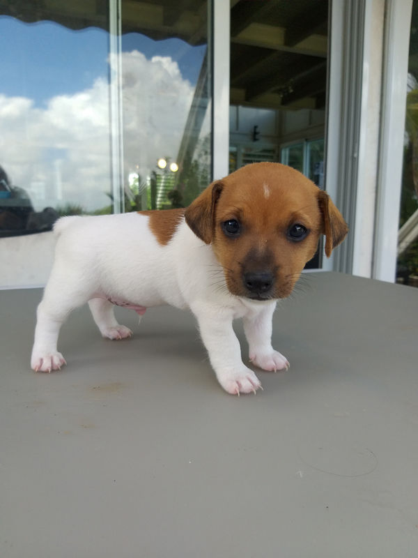 Chiots jack russell Chien Guadeloupe • Cyphoma