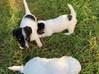 Photo for the classified jack Russell puppies Saint Barthélemy #0