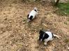 Photo for the classified jack Russell puppies Saint Barthélemy #2