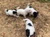 Photo for the classified jack Russell puppies Saint Barthélemy #3