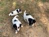 Photo for the classified jack Russell puppies Saint Barthélemy #4