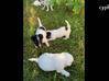 Video for the classified jack Russell puppies Saint Barthélemy #7