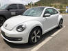 Photo for the classified beetle Saint Martin #0