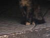 Photo de l'annonce Donne chaton (femelle) Martinique #0