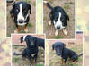 Foto do anúncio 4 jovens cães tipos Pinscher alemão Guiana Francesa #0