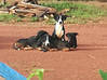 Foto do anúncio 4 jovens cães tipos Pinscher alemão Guiana Francesa #2