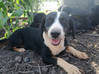 Photo de l'annonce Petite chienne cherche famille aimante Guyane #1