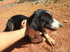 Photo de l'annonce Petite chienne cherche famille aimante Guyane #2