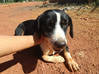Photo de l'annonce Petite chienne cherche famille aimante Guyane #5