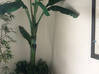 Photo de l'annonce Plantes de soie naturelles Nealy Saint-Martin #0