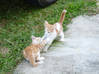 Photo de l'annonce chatons a donner Guadeloupe #0
