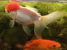 Photo de l'annonce Donne poissons rouges Saint Barthélemy #0