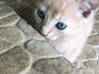 Photo de l'annonce Donne chaton femelle Martinique #1