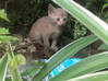 Photo de l'annonce Donne chaton femelle Martinique #2