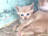 Photo de l'annonce Donne chaton femelle Martinique #0